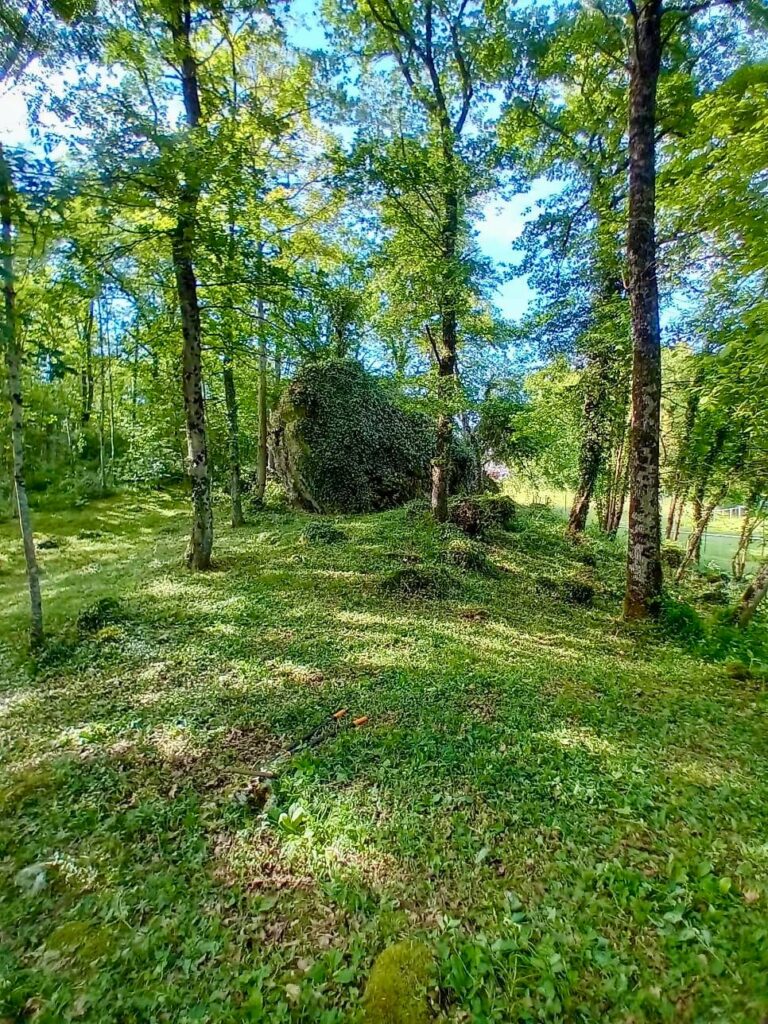 🌲 Le sous-bois continue de révéler ses trésors